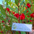 Pacar Air ( Impatiens balsamina ) Rose Balsam, 360 Grams