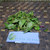 Pacar Air ( Impatiens balsamina ) Rose Balsam, 360 Grams