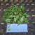 Pacar Air ( Impatiens balsamina ) Rose Balsam, 600 Grams