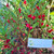 Pacar Air ( Impatiens balsamina ) Rose Balsam, 600 Grams