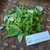Pacar Air ( Impatiens balsamina ) Rose Balsam, 780 Grams
