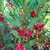 Pacar Air ( Impatiens balsamina ) Rose Balsam, 780 Grams