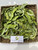Widuri (Calotropis gigantea), 90 Grams