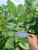 Widuri (Calotropis gigantea), 90 Grams