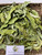 Widuri (Calotropis gigantea), 180 Grams