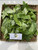 Widuri (Calotropis gigantea), 360 Grams