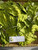 Widuri (Calotropis gigantea), 360 Grams