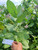 Widuri (Calotropis gigantea), 360 Grams