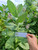 Widuri (Calotropis gigantea), 780 Grams