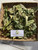 Jati Belanda (Guazuma ulmifolia) West Indian elm, 360 Grams