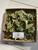 Jati Belanda (Guazuma ulmifolia) West Indian elm, 600 Grams