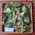 Jati Belanda (Guazuma ulmifolia) West Indian elm, 600 Grams
