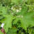 Takokak (Solanum torvum) Turkey Berry, 180 Grams