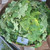 Takokak (Solanum torvum) Turkey Berry, 360 Grams