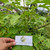 Takokak (Solanum torvum) Turkey Berry, 780 Grams