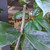 Cincau Perdu (Premna trichistoma) Jukut jelly, 90 Grams