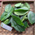 Cincau Perdu (Premna trichistoma) Jukut jelly, 90 Grams