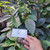 Cincau Perdu (Premna trichistoma) Jukut jelly, 90 Grams