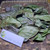 Cincau Perdu (Premna trichistoma) Jukut jelly, 360 Grams