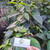 Cincau Perdu (Premna trichistoma) Jukut jelly, 360 Grams