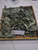 Keji Beling (Strobilanthes crispa), 90 Grams