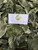 Keji Beling (Strobilanthes crispa), 600 Grams