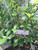 Keji Beling (Strobilanthes crispa), 780 Grams