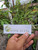 Kumis Kucing (Orthosiphon aristatus), 180 Grams