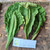 Ketapang (Terminalia Catappa) Indian-almond, 90 Grams