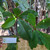 Ketapang (Terminalia Catappa) Indian-almond, 600 Grams
