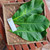 Ketapang (Terminalia Catappa) Indian-almond, 780 Grams