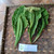 Ketapang (Terminalia Catappa) Indian-almond, 780 Grams