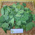 Murbei (Morus) Mulberry, 90 Grams