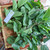 Murbei (Morus) Mulberry, 360 Grams