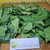 Murbei (Morus) Mulberry, 780 Grams