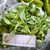 Kemangi (Ocimum Americanum) Sweet Basil, 90 Grams