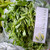 Kemangi (Ocimum Americanum) Sweet Basil, 600 Grams