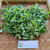 Kemangi (Ocimum Americanum) Sweet Basil, 600 Grams