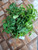 Sirsak (Annona Muricata) Soursop, 360 Grams