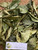 Sirsak (Annona Muricata) Soursop, 600 Grams