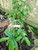 Sirsak (Annona Muricata) Soursop, 600 Grams