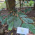 Durian (Durio zibethinus), 90 Grams