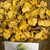 Bengle (Zingiber Montanum) Cassumunar Ginger Dried, 90 Grams