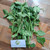 Pecut Kuda (MaStachytarpheta jamaicensis) Blue Porterweed, 90 Grams