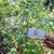 Pecut Kuda (MaStachytarpheta jamaicensis) Blue Porterweed, 90 Grams