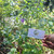 Pecut Kuda (MaStachytarpheta jamaicensis) Blue Porterweed, 180 Grams