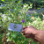 Pecut Kuda (MaStachytarpheta jamaicensis) Blue Porterweed, 180 Grams