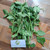 Pecut Kuda (MaStachytarpheta jamaicensis) Blue Porterweed, 600 Grams