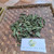 Pecut Kuda (MaStachytarpheta jamaicensis) Blue Porterweed, 600 Grams