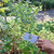 Pecut Kuda (MaStachytarpheta jamaicensis) Blue Porterweed, 600 Grams